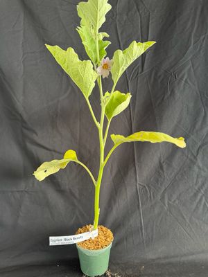 Eggplant -Black Beauty 4" (Solanum Melongena)