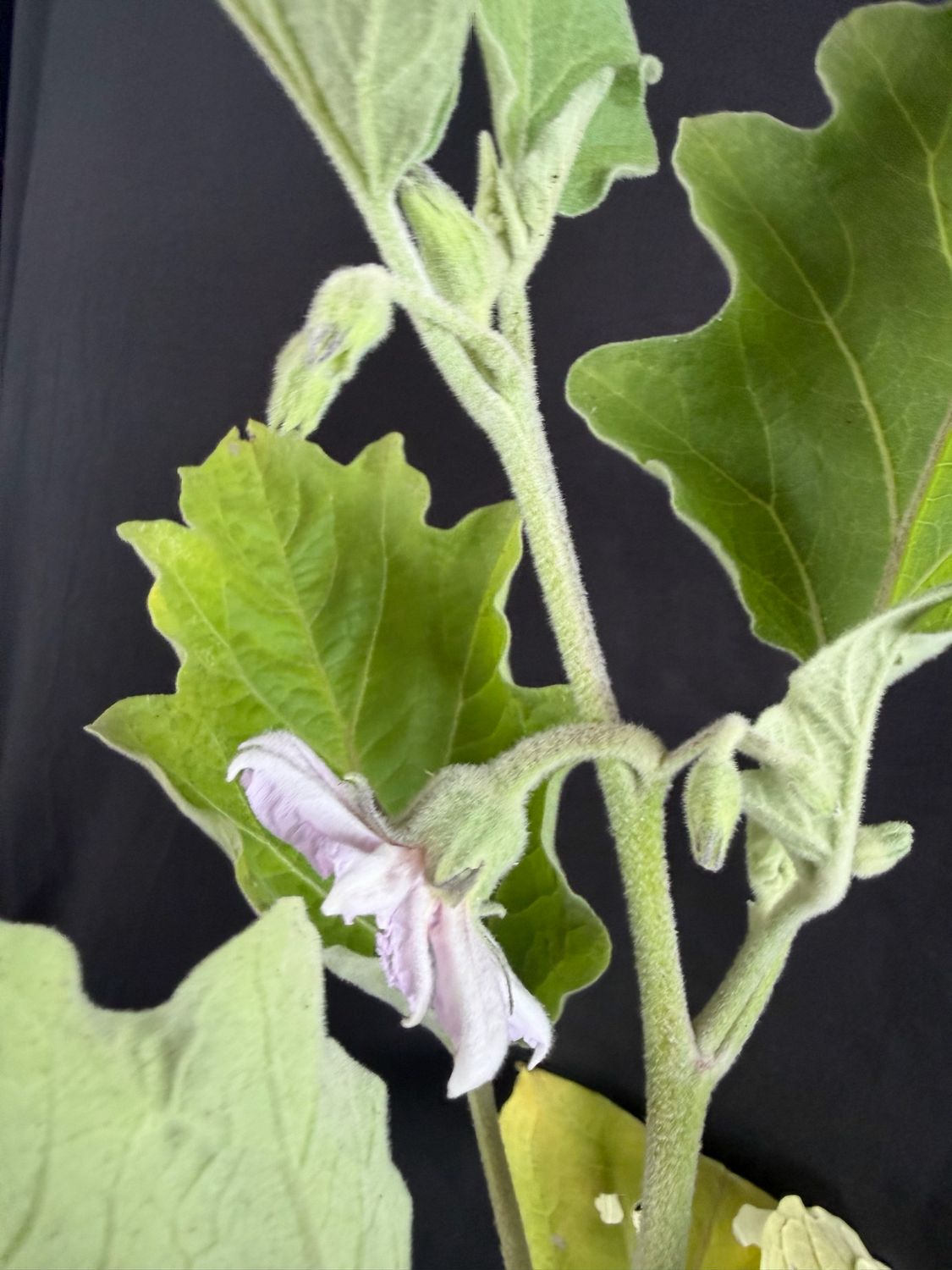 Eggplant -Black Beauty 4" (Solanum Melongena)