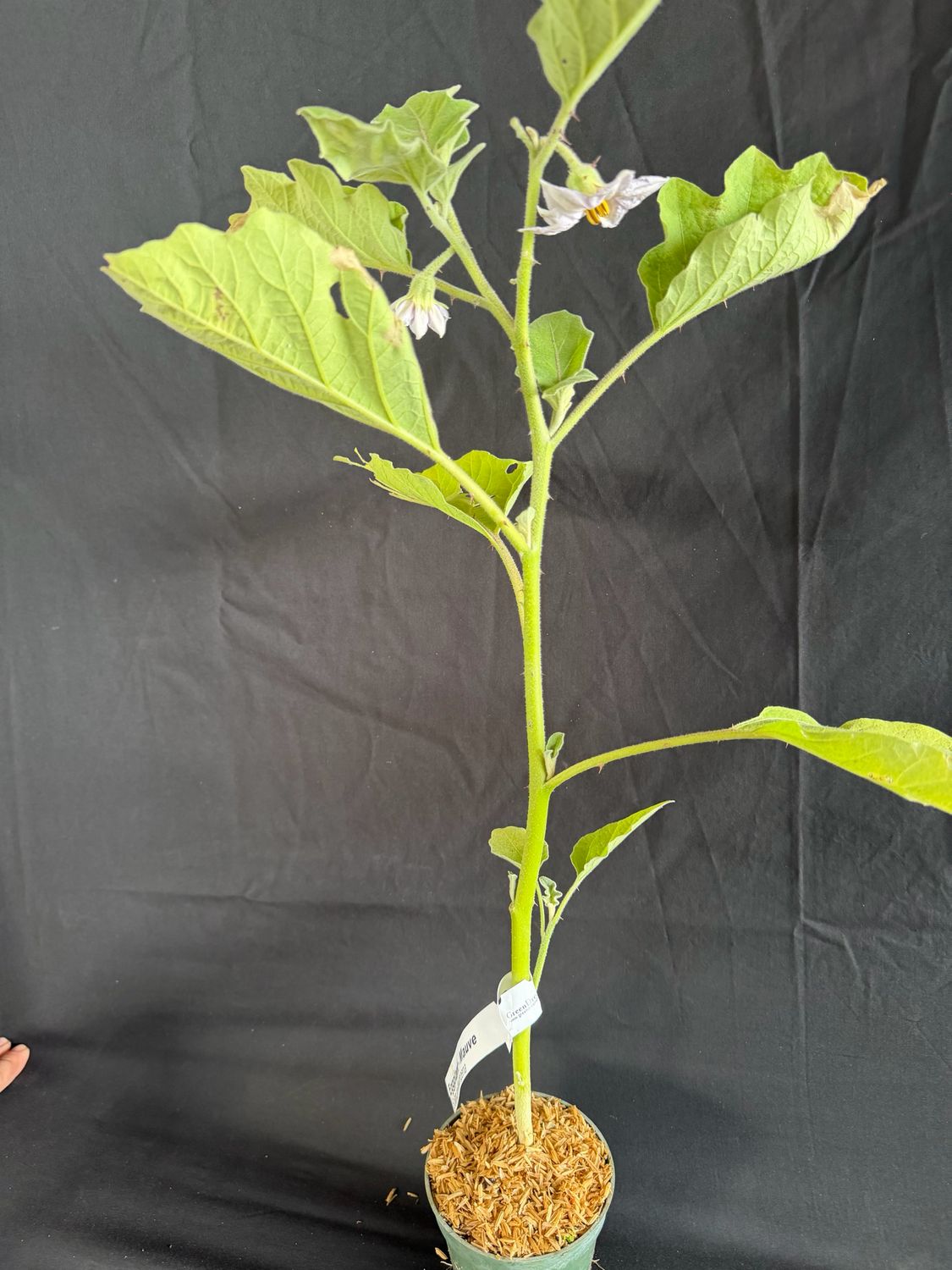Eggplant - Round Mauve 4" (Solanum Melongena)