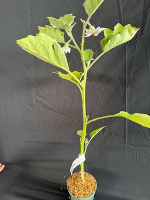 Eggplant - Round Mauve 4" (Solanum Melongena)