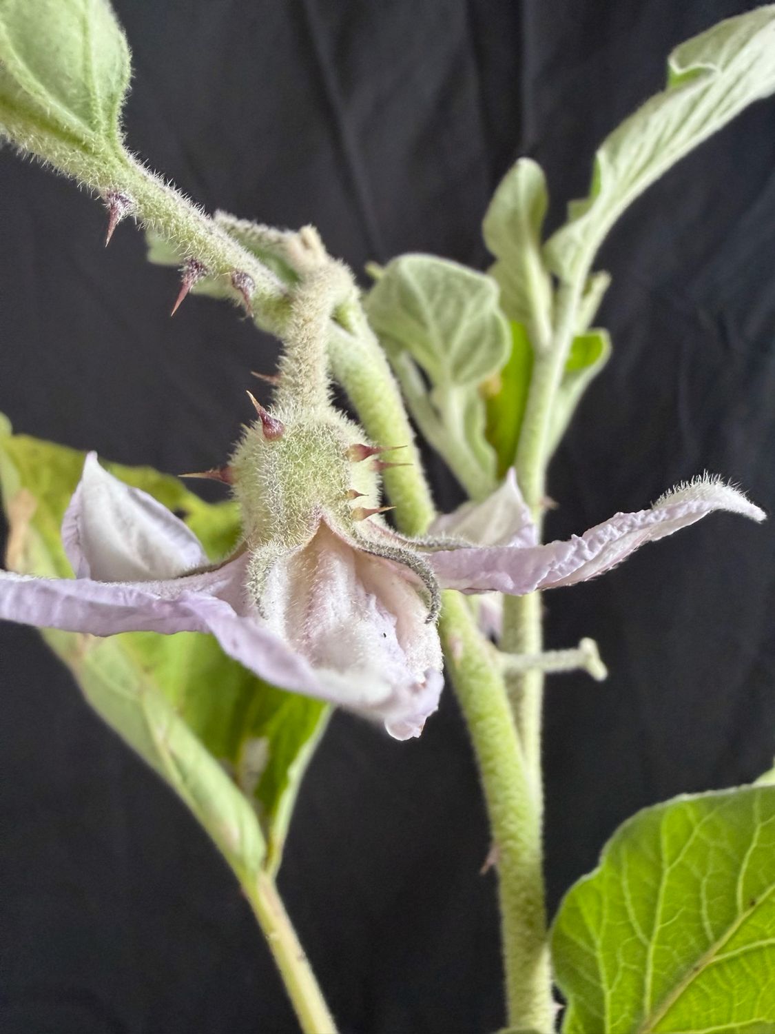 Eggplant - Round Mauve 4" (Solanum Melongena)