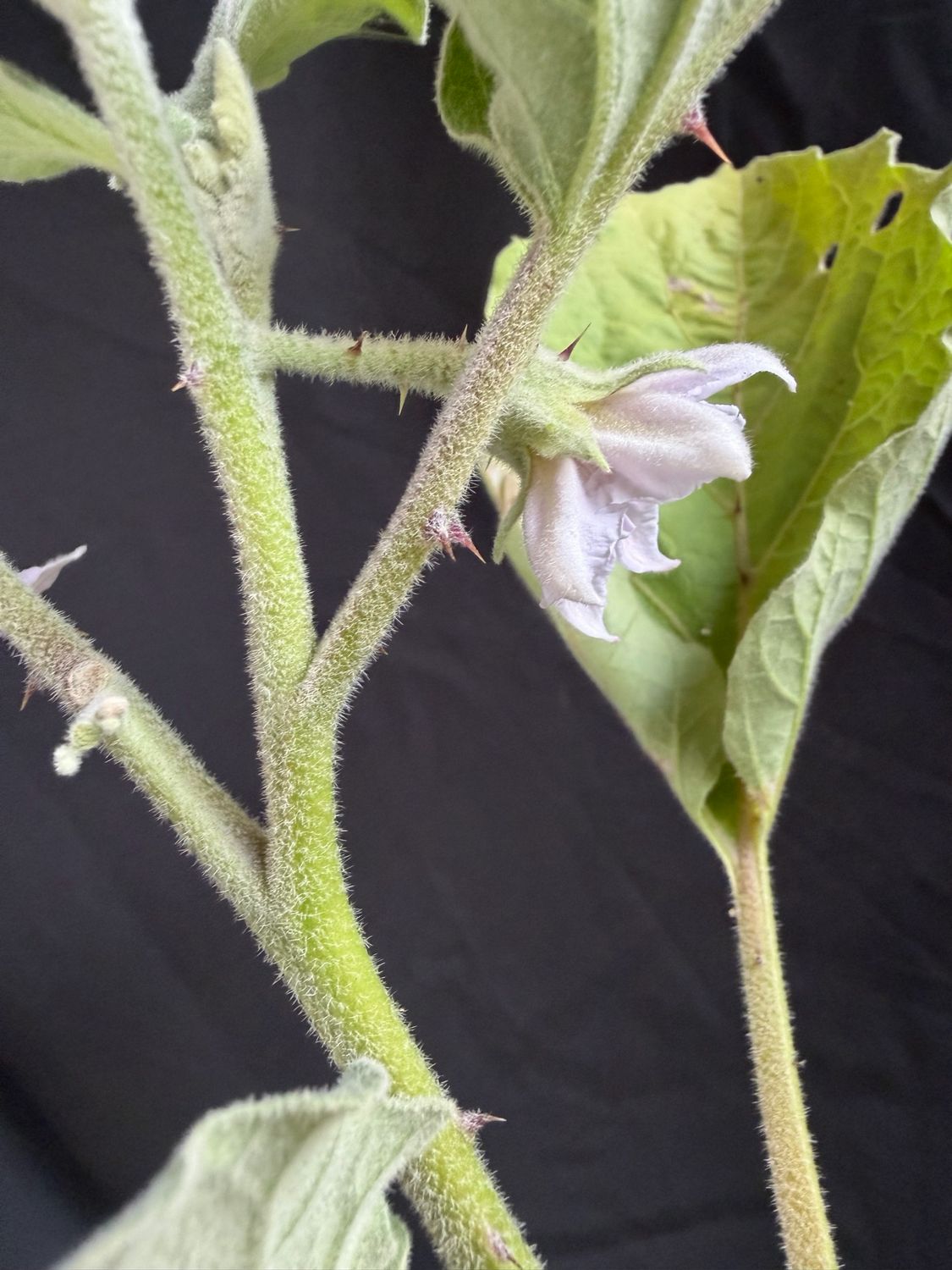 Eggplant - Round Mauve 4" (Solanum Melongena)
