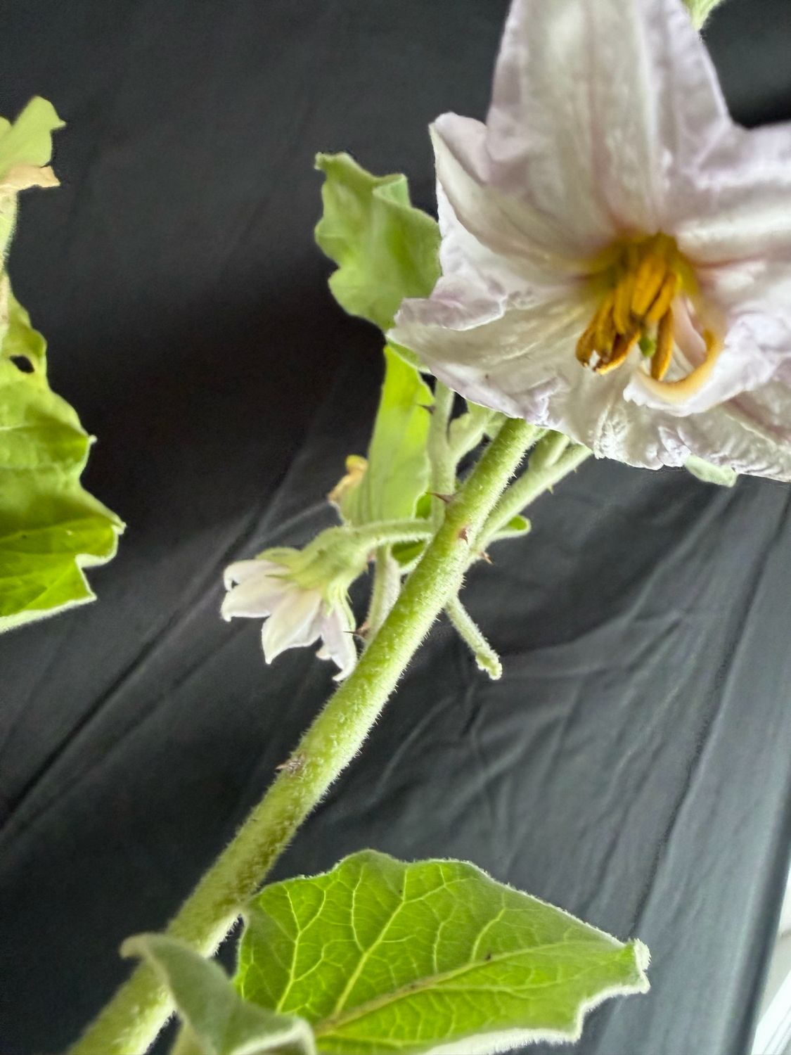 Eggplant - Round Mauve 4" (Solanum Melongena)