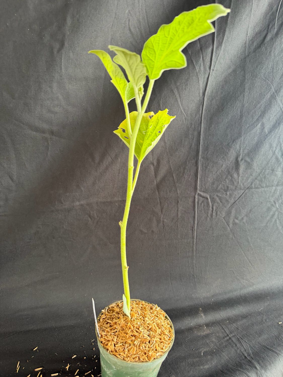 Eggplant - Round Mauve 4" (Solanum Melongena)