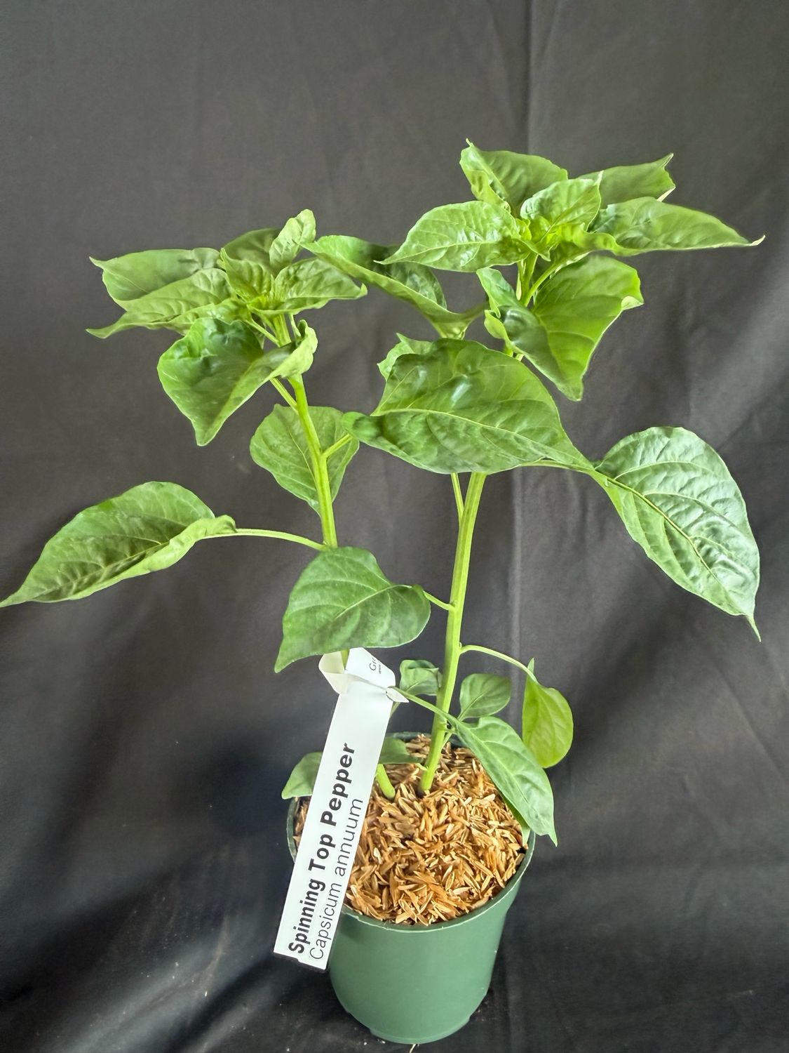 Chile - Spinning Top Pepper 4" (Capsicum Chinense)
