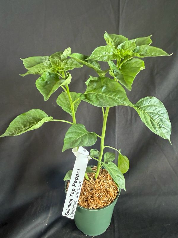 Chile - Spinning Top Pepper 4" (Capsicum Chinense)