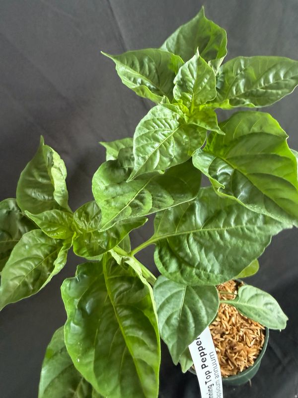 Chile - Spinning Top Pepper 4" (Capsicum Chinense)