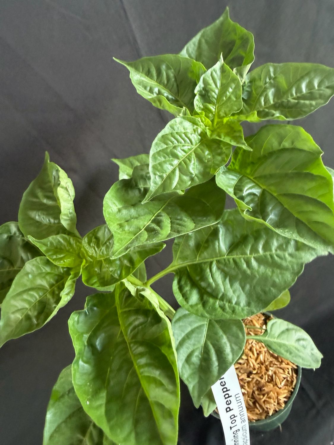 Chile - Spinning Top Pepper 4" (Capsicum Chinense)