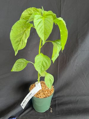 Chile - Aji Rico Pepper 4" (Capsicum Baccatum)