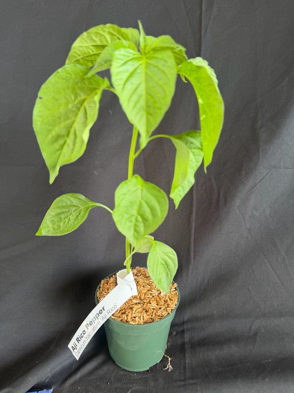 Chile - Aji Rico Pepper 4" (Capsicum Baccatum)