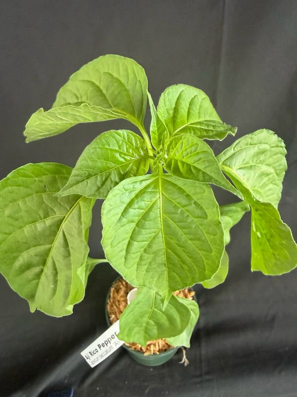 Chile - Aji Rico Pepper 4" (Capsicum Baccatum)