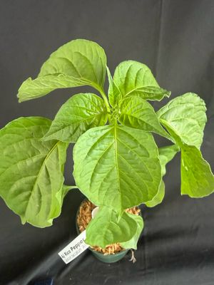 Chile - Aji Rico Pepper 4" (Capsicum Baccatum)