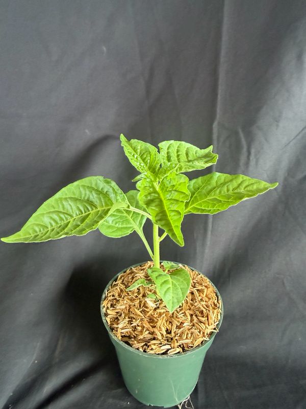 Chile -Red Scotch Bonnet Pepper 4" (Capsicum Chinense)