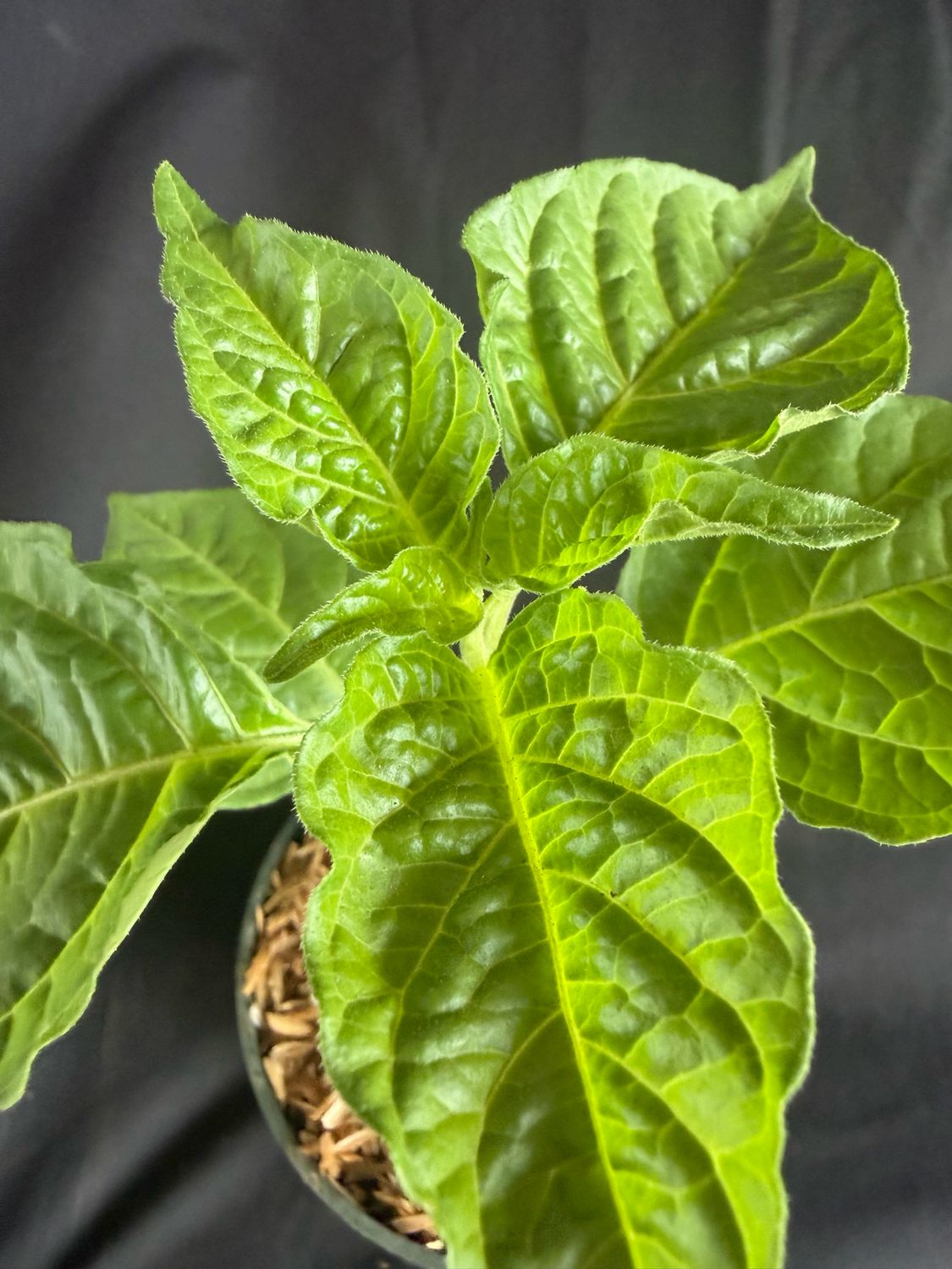 Chile -Red Scotch Bonnet Pepper 4" (Capsicum Chinense)