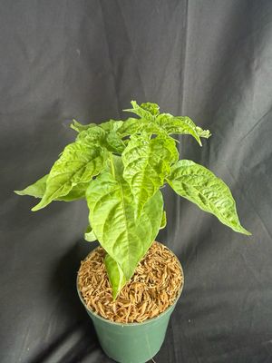 Chile - Orange Scotch Bonnet Pepper 4" (Capsicum chinense)