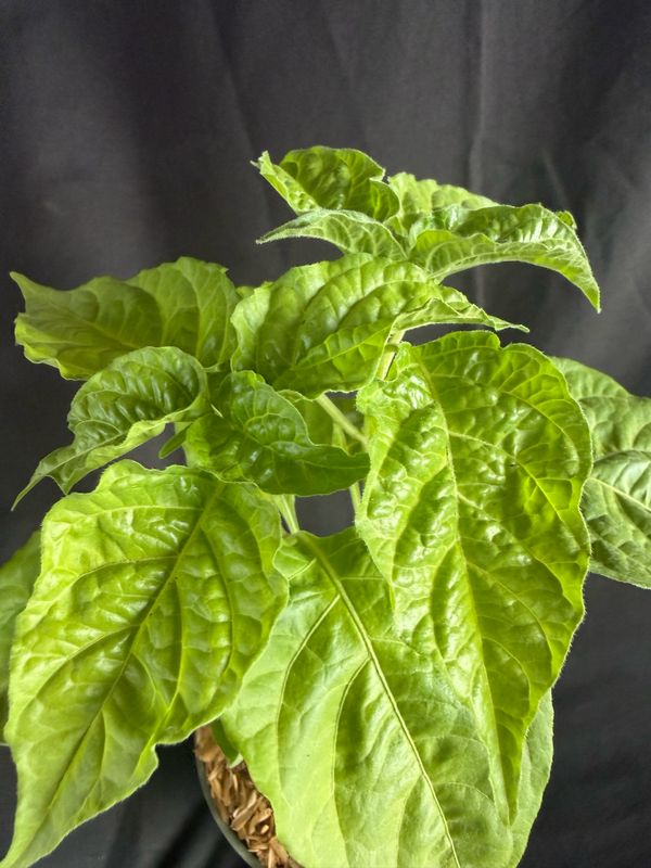 Chile - Orange Scotch Bonnet Pepper 4" (Capsicum chinense)
