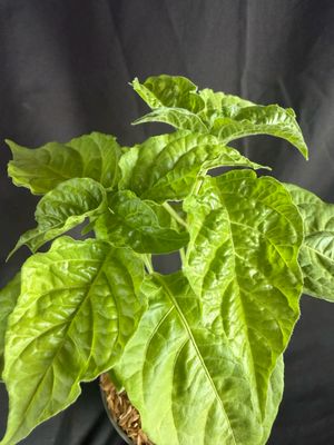 Chile - Orange Scotch Bonnet Pepper 4" (Capsicum chinense)