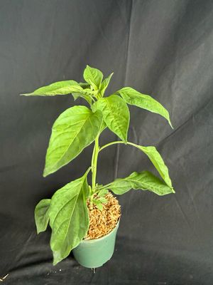 Chile - Yellow Scotch Bonnet Pepper 4" (Capsicum Chinense)