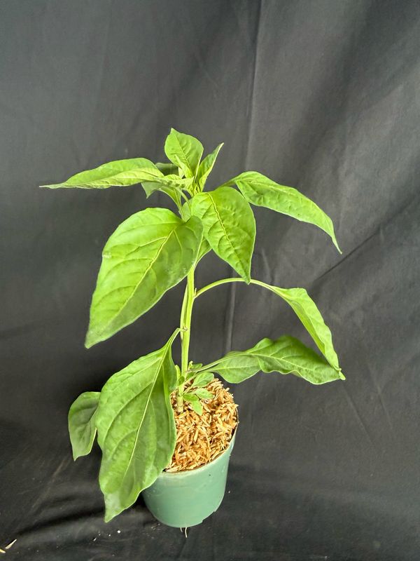 Chile - Yellow Scotch Bonnet Pepper 4" (Capsicum Chinense)