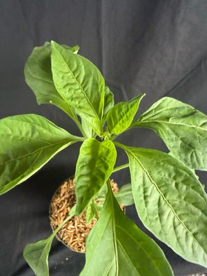 Chile - Yellow Scotch Bonnet Pepper 4" (Capsicum Chinense)