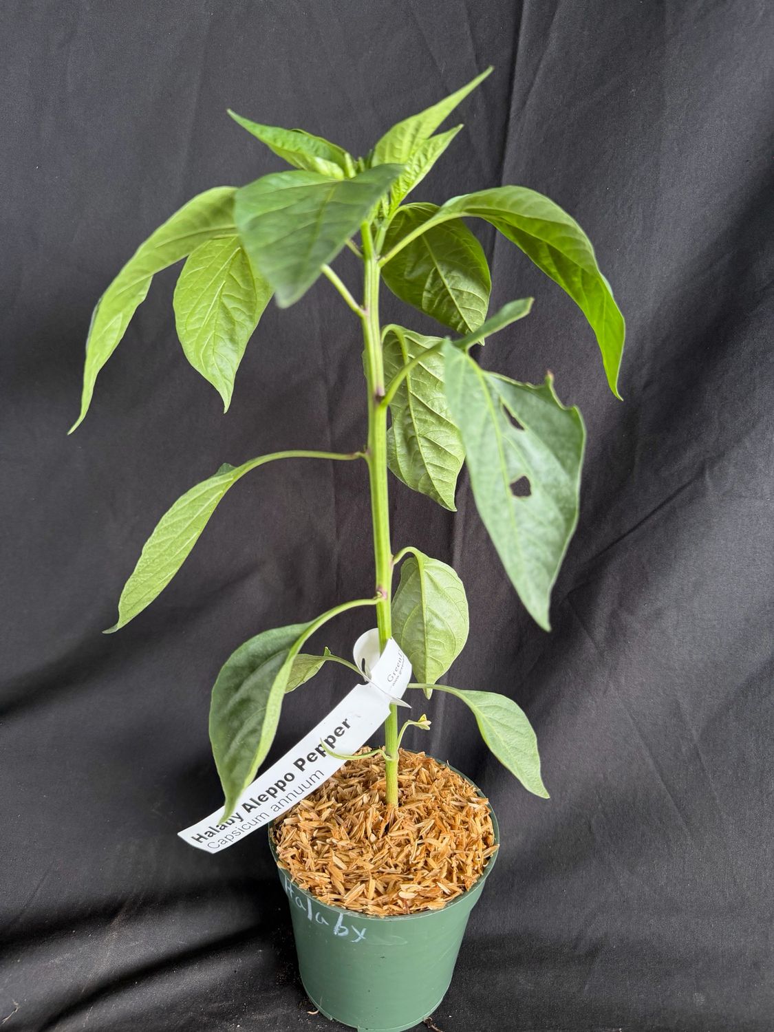 Chile - Halaby Aleppo Pepper 4" (Capsicum annuum)