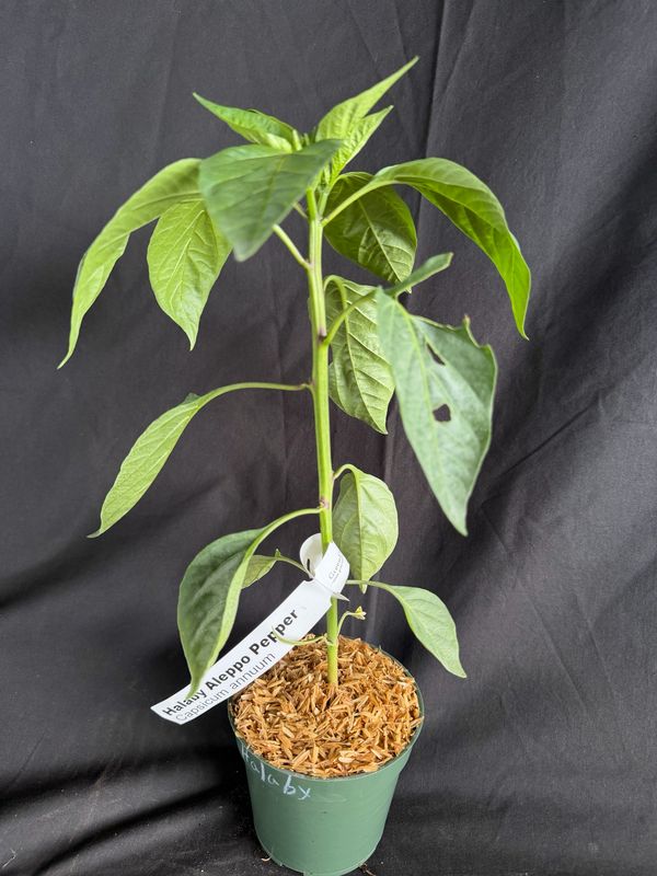 Chile - Halaby Aleppo Pepper 4" (Capsicum annuum)