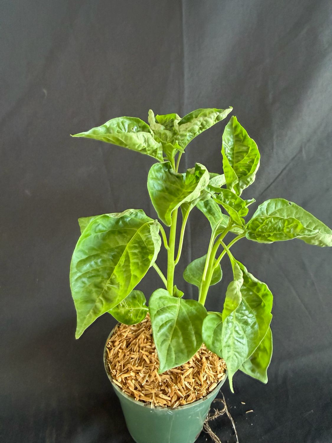 Chile - Chocolate Habanero Pepper 4" (Capsicum Chinense 'Chocolate Habanero')