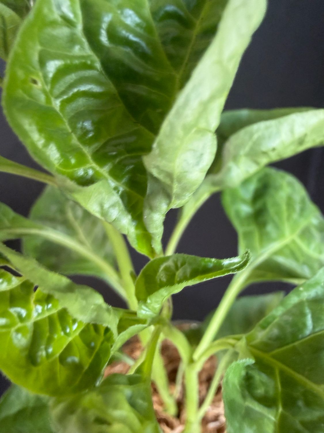 Chile - Chocolate Habanero Pepper 4" (Capsicum Chinense 'Chocolate Habanero')