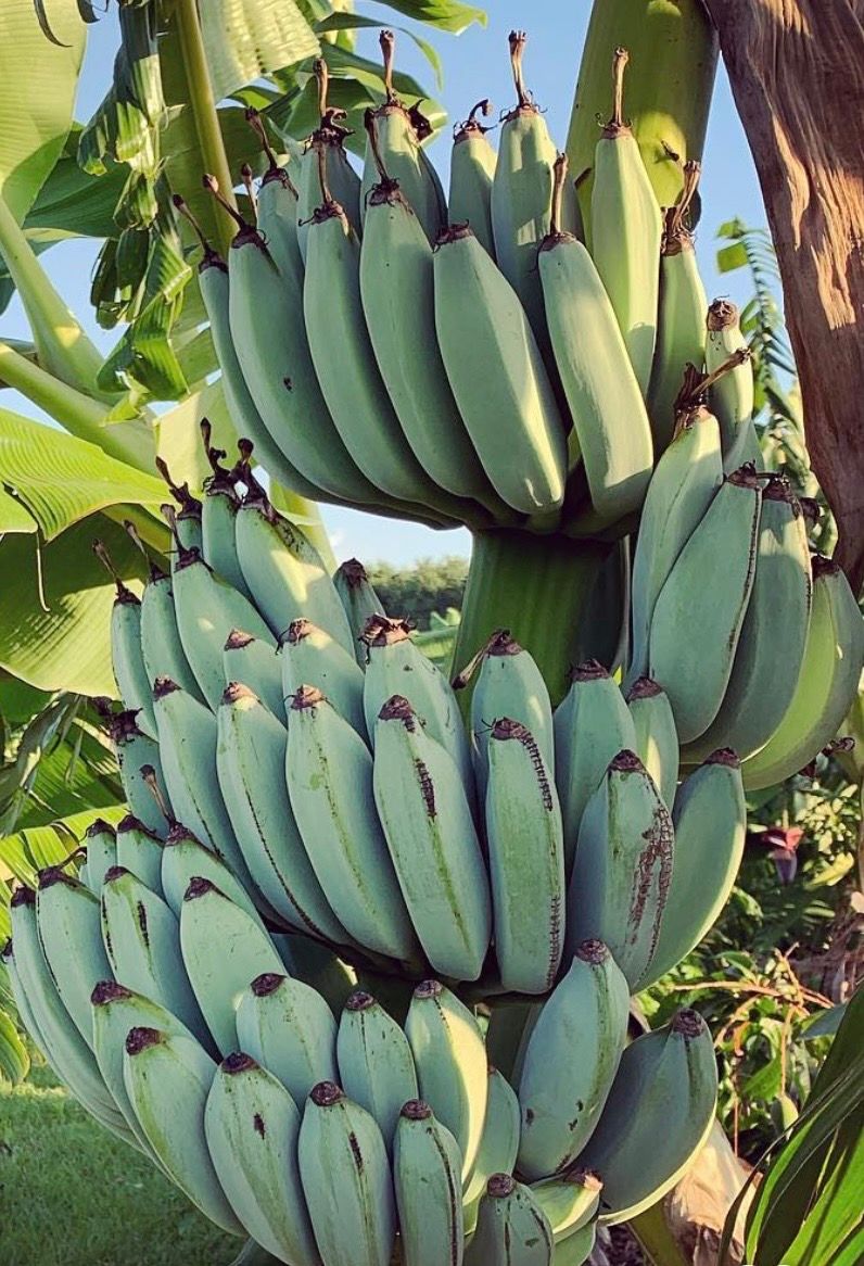 Banana - Blue Java (Musa acuminata) 1Gal