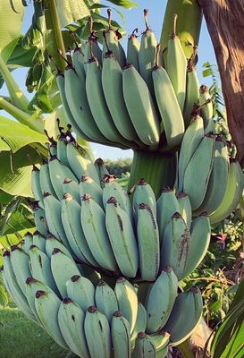 Banana - Blue Java (Musa acuminata) 1Gal