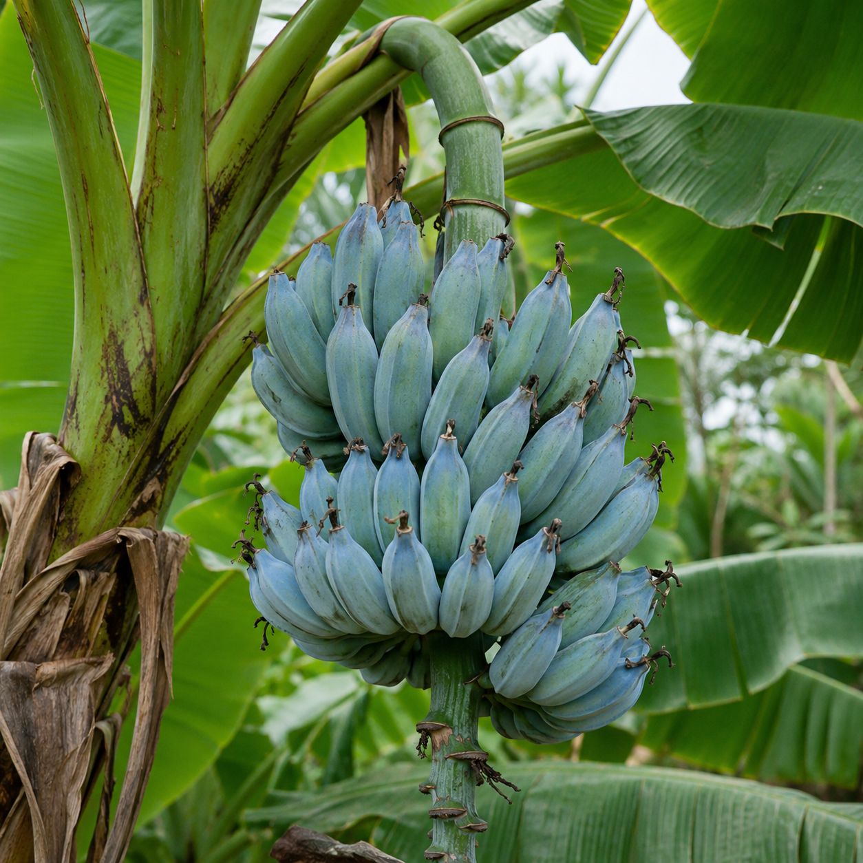 Banana - Blue Java (Musa acuminata) 1Gal