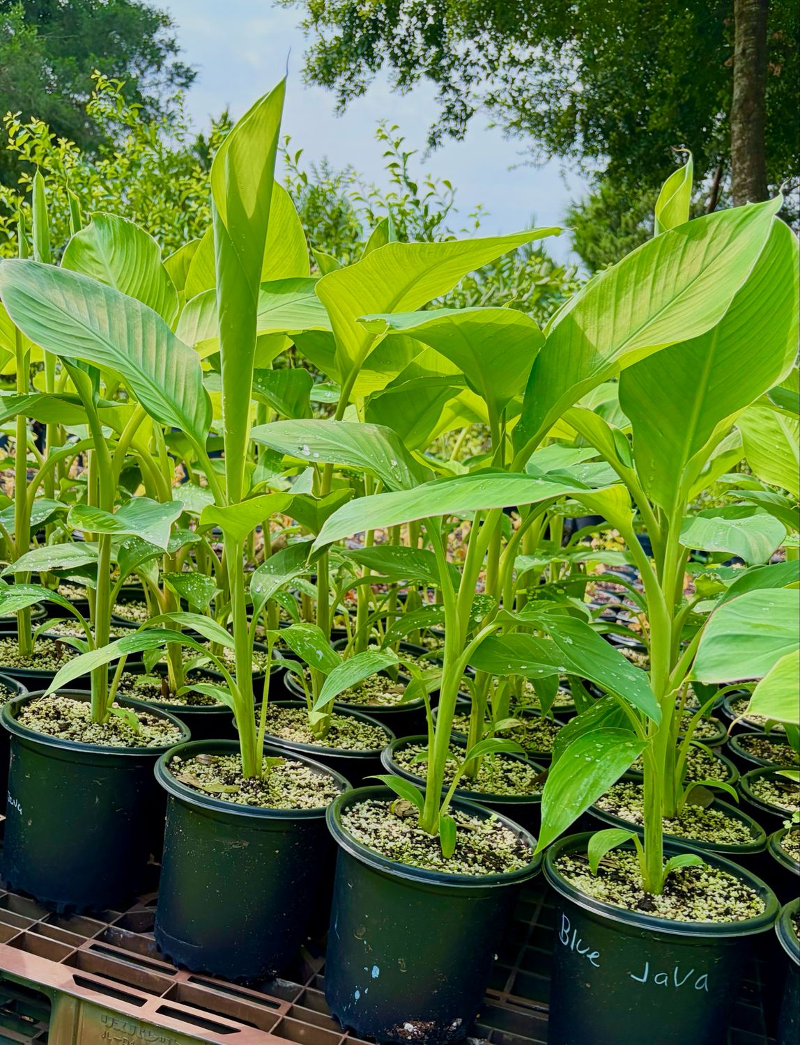 Banana - Blue Java (Musa acuminata) 1Gal