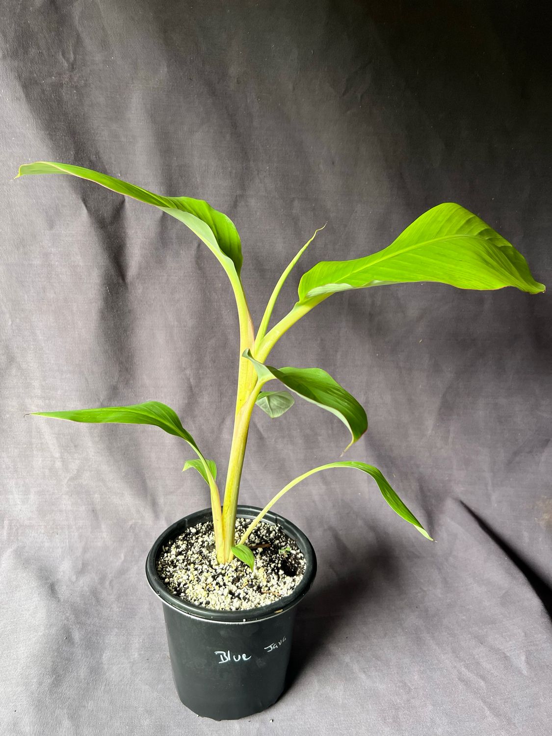 Banana - Blue Java (Musa acuminata) 1Gal