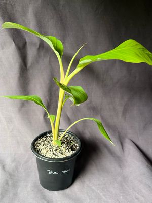 Banana - Blue Java (Musa acuminata) 1Gal