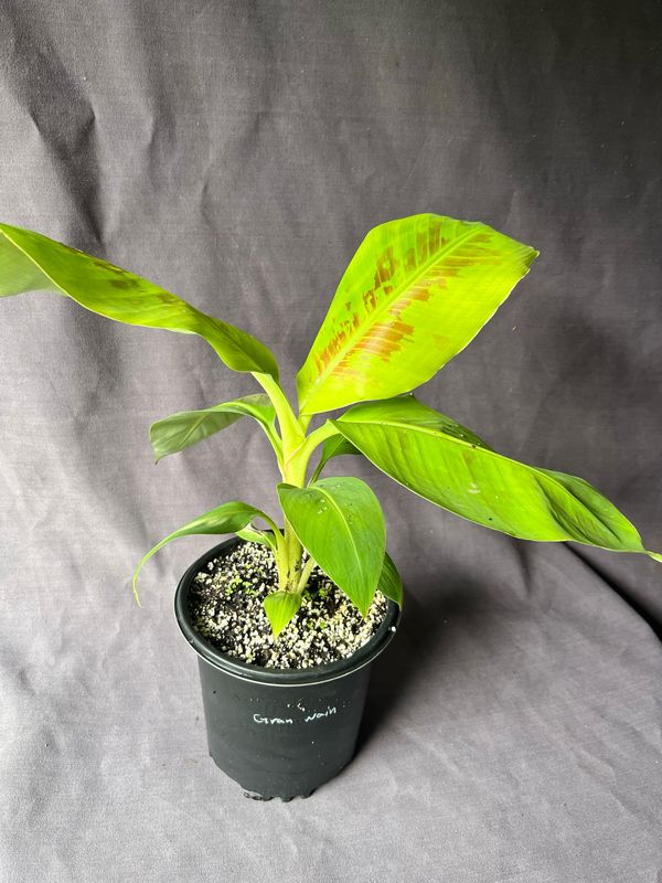 Banana - Gran Nain (Musa acuminata) 1Gal