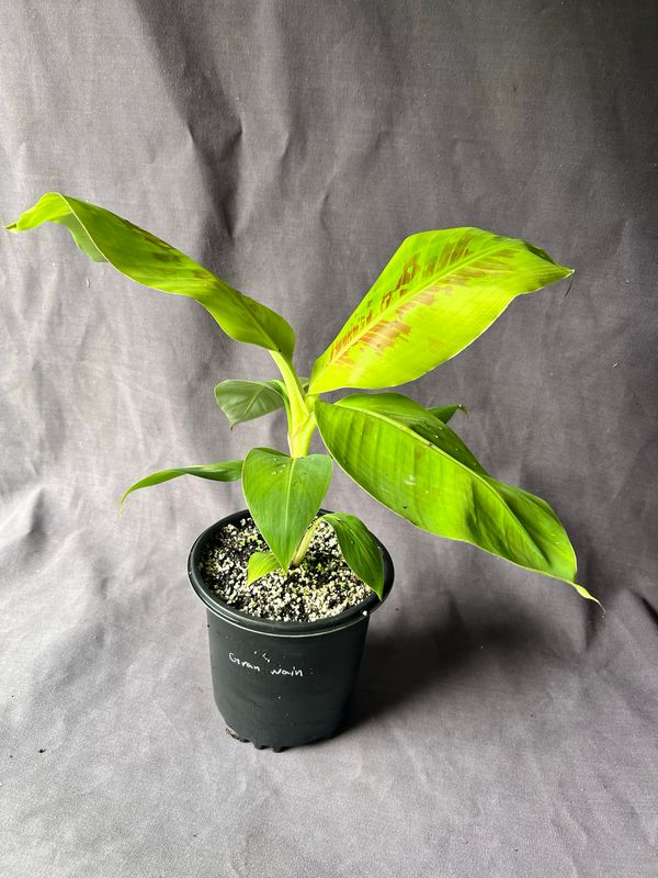Banana - Cuban Red Dacca (Musa acuminata) 1Gal