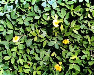 Perennial Peanut 10 PACK - Yellow (Arachis glabrata) 10 x 4" Plants