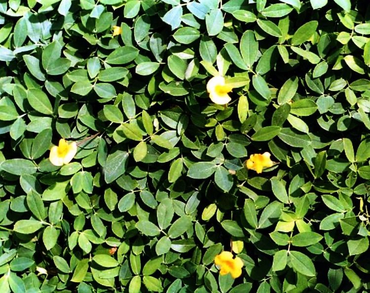 Perennial Peanut 10 PACK - Yellow (Arachis glabrata) 10 x 4" Plants