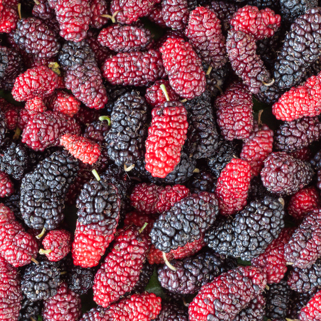 Mulberry - Estero Giant (Morus alba) 1G