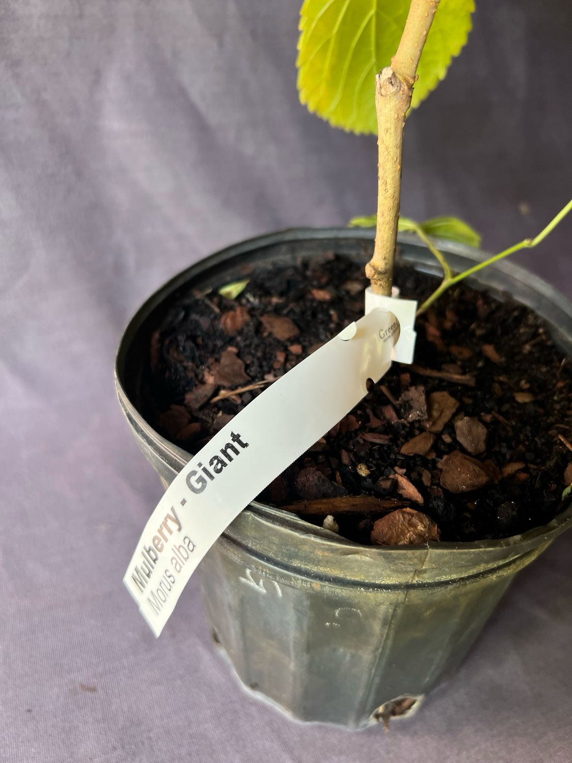 Mulberry - Estero Giant (Morus alba) 1G