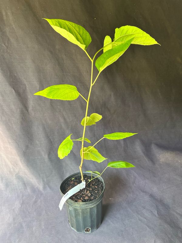 Mulberry - Estero Giant (Morus alba) 1G