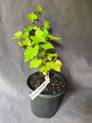 Grape - Blanc du Bois (Vitus rotundifolia) 1G