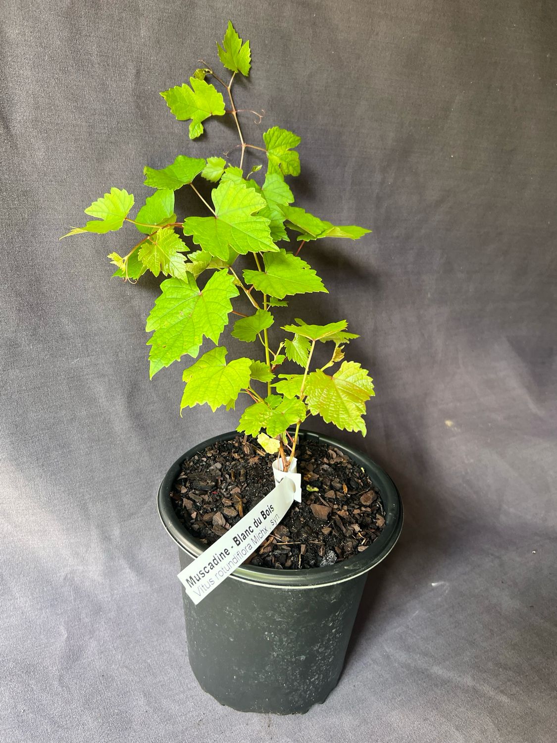 Grape - Blanc du Bois (Vitus rotundifolia) 1G