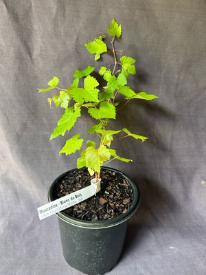 Grape - Blanc du Bois (Vitus rotundifolia) 1G
