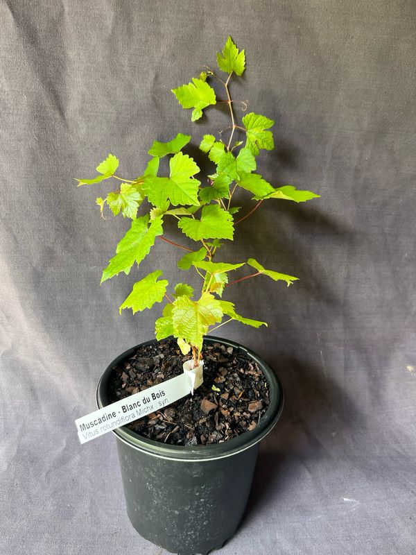 Grape - Blanc du Bois (Vitus rotundifolia) 1G