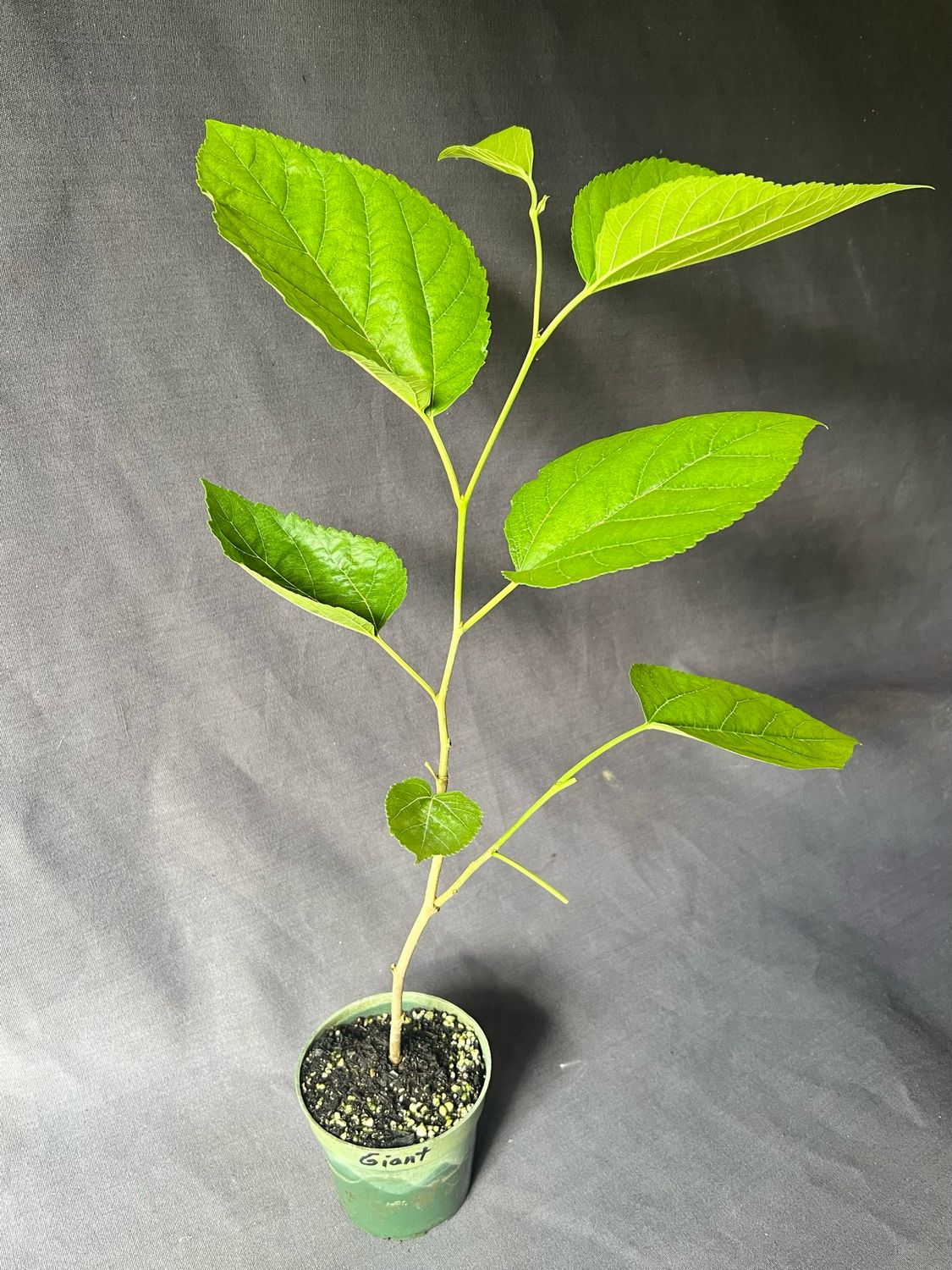 Mulberry - Estero Giant (Morus spp.) 4”