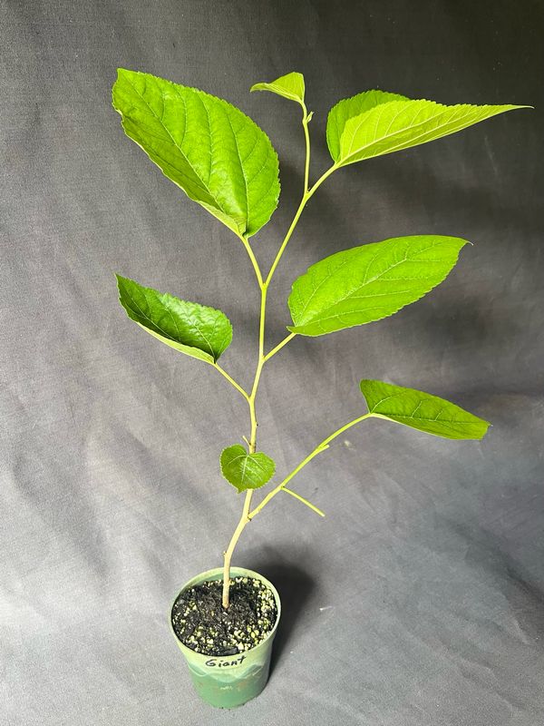 Mulberry - Estero Giant (Morus spp.) 4”