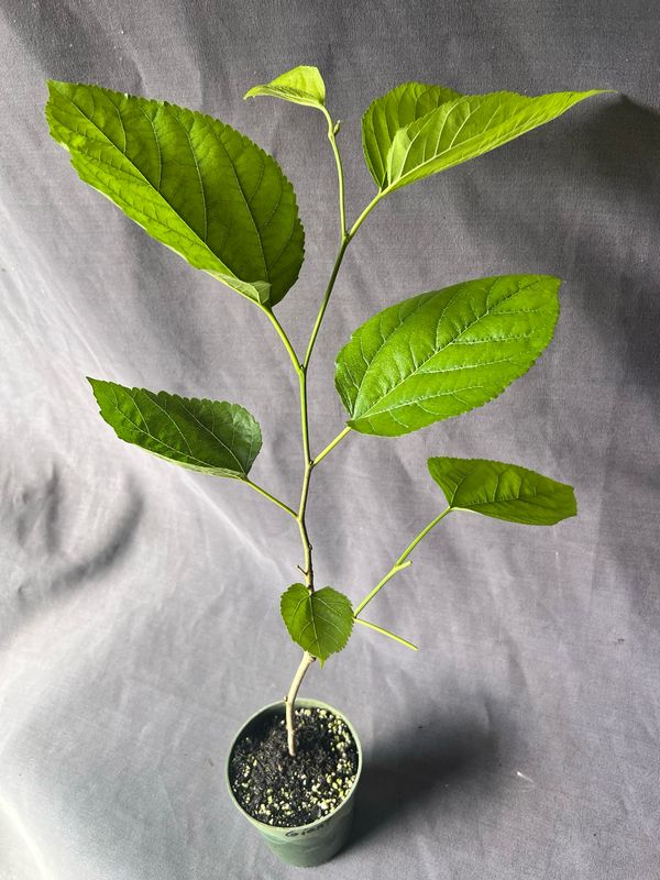 Mulberry - Estero Giant (Morus spp.) 4”