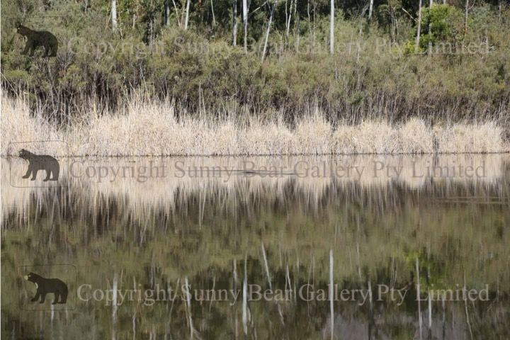 Platypus (Australian Landscape Series #2)