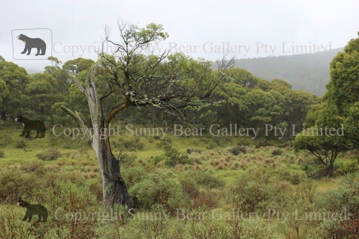 Moss Tree (Australian Landscape Series #1)